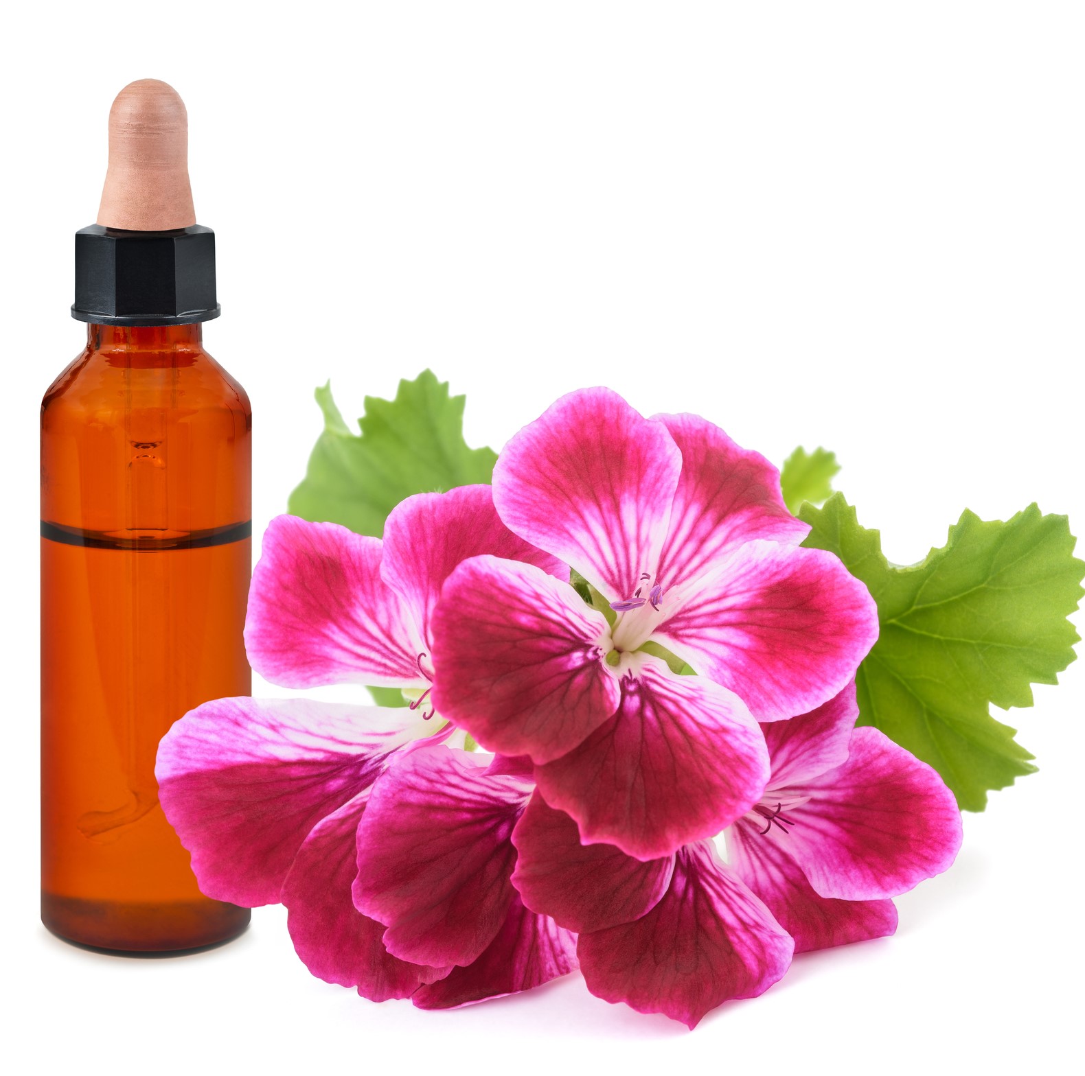 dreamstime_m_271968670 geranium picture